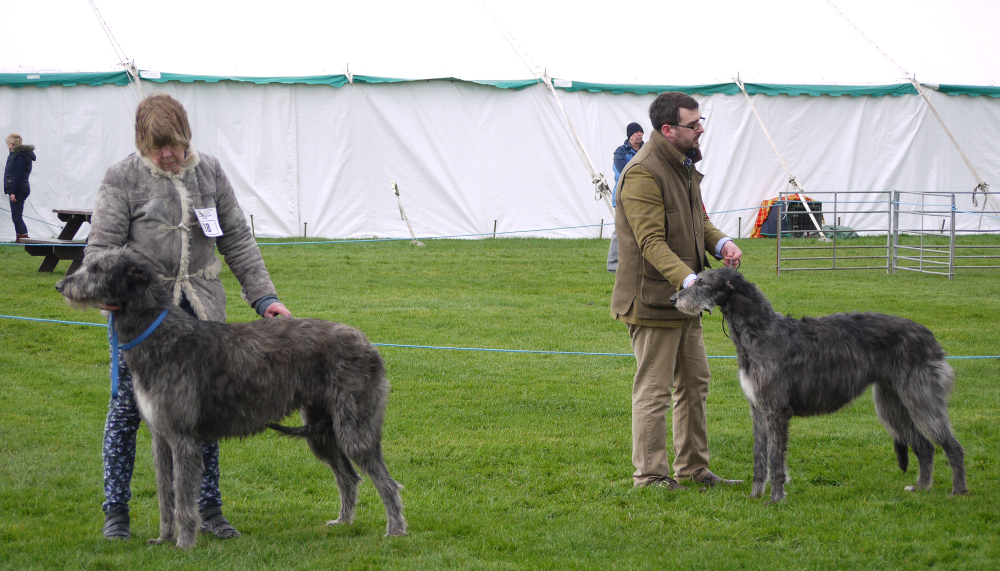 CC Winners Hound Association of Scotland 2012